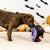 Fringe Studio Sleep Tight Hide and Seek Plush Dog Toy - Toys - Fringe Studio - Shop The Paw