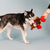Fringe Studio Hustle For That Muscle Sloth Dog Toy - Toys - Fringe Studio - Shop The Paw