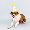 Fringe Studio Time To Celebrate Wearable Plush Party Hat - Yellow Dog Toy - Toys - Fringe Studio - Shop The Paw