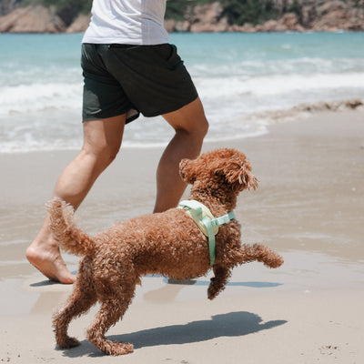 Pups & Bubs Roam Multi-way Waterproof Leash LITE