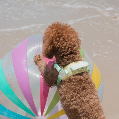 Pups & Bubs Roam Multi-way Waterproof Leash LITE