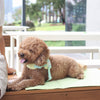 Pups & Bubs Jouir Travel Mat