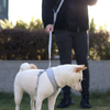 [PRE-ORDER] Pups & Bubs Roam Multi-Way Leash (Space) - Pet Leashes - Pups & Bubs - Shop The Paw
