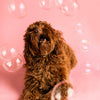 Meaty Bubbles - Smokey Bacon - Dog Toys - Meaty Bubbles - Shop The Paw