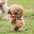 GiGwi Embroidery Plush Friendz - Dog Toys - GiGwi - Shop The Paw