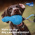 GiGwi Push To Mute Extra Durable - Dinoball - Dog Toys - GiGwi - Shop The Paw