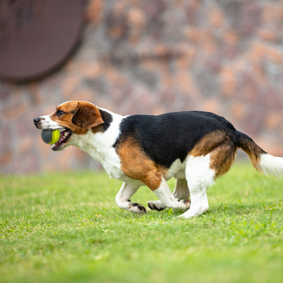 GiGwi SkipDawg Whistling Ball - Dog Toys - GiGwi - Shop The Paw