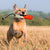 KONG Wild Shieldz Training Dummy – Orange/White Dog Toy - Toys - Kong - Shop The Paw