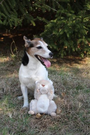 Tall Tails Animated Dog Toy | Squirrel - Dog Toys - Tall Tails - Shop The Paw