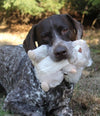 Tall Tails Animated Dog Toy | Squirrel - Dog Toys - Tall Tails - Shop The Paw