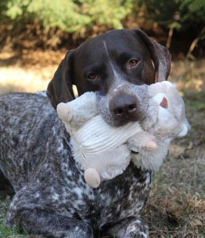 Tall Tails Animated Dog Toy | Squirrel - Dog Toys - Tall Tails - Shop The Paw