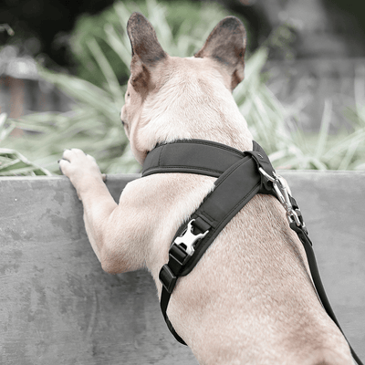 [PRE-ORDER] Pups & Bubs Roam Luxe Harness (Black) - Pet Collars & Harnesses - Pups & Bubs - Shop The Paw