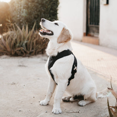 [PRE-ORDER] Pups & Bubs Roam Luxe Harness (Black) - Pet Collars & Harnesses - Pups & Bubs - Shop The Paw