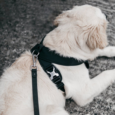 [PRE-ORDER] Pups & Bubs Roam Luxe Harness (Black) - Pet Collars & Harnesses - Pups & Bubs - Shop The Paw