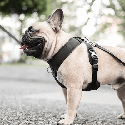 [PRE-ORDER] Pups & Bubs Roam Luxe Harness (Black) - Pet Collars & Harnesses - Pups & Bubs - Shop The Paw