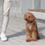 [PRE-ORDER] Pups & Bubs Roam Luxe Harness (Desert) - Pet Collars & Harnesses - Pups & Bubs - Shop The Paw
