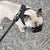 [PRE-ORDER] Pups & Bubs Roam Multi-Way Leash (Black) - Pet Leashes - Pups & Bubs - Shop The Paw