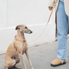[PRE-ORDER] Pups & Bubs Roam Multi-Way Leash (Desert) - Pet Leashes - Pups & Bubs - Shop The Paw