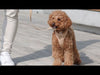 [SALE] Pups & Bubs Roam Luxe Harness (Desert)