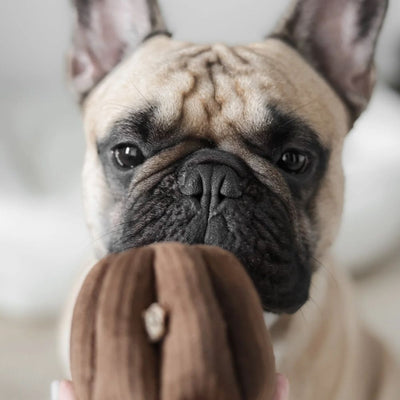Lambwolf Canele Pet Toys