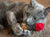 Meowijuana - Catnip Cigar Cat Toys | Toys | Meowijuana - Shop The Paws