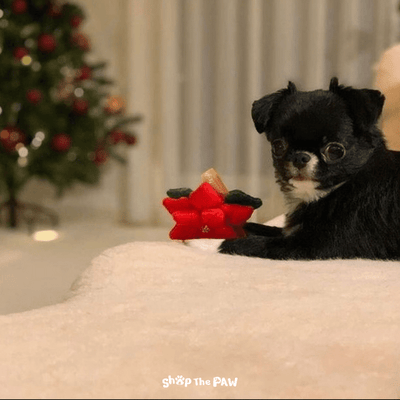 Bailey Christmas Bell and Poinsettia | Small - Dog Toys - Bailey - Shop The Paw
