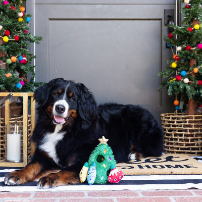 Fringe Studio Ready Set Glow Hide & Seek Dog Toy - Toys - Fringe Studio - Shop The Paw
