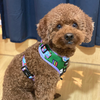 Pixar Adjustable Harness | Buzz Lightyear - Pet Collars & Harnesses - Disney/Pixar - Shop The Paw