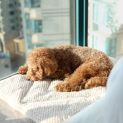 Pups & Bubs Double-Sided Snooze Home Mat - Pet Carriers & Crates - Pups & Bubs - Shop The Paw