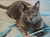 Meowijuana - Catnibas™ - King Meowy J's | Toys | Meowijuana - Shop The Paws