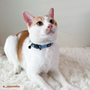 Disney Cat Collar | Foodie Stitch - Blue - Pet Collars & Harnesses - Disney/Pixar - Shop The Paw