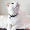 Pixar Cat Collar | Buzz Lightyear - Black - Pet Collars & Harnesses - Disney/Pixar - Shop The Paw