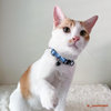 Disney Cat Collar | Foodie Stitch - Blue - Pet Collars & Harnesses - Disney/Pixar - Shop The Paw