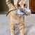 Shopthepaw Rabbit Furs & Feathers Cat Toys - Birbits - cat toys - shopthepaw - Shop The Paw