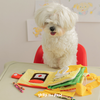 Bite Me My Lunch Menu Book Nose Work Dog Toy | Toys | BiteMe - Shop The Paws