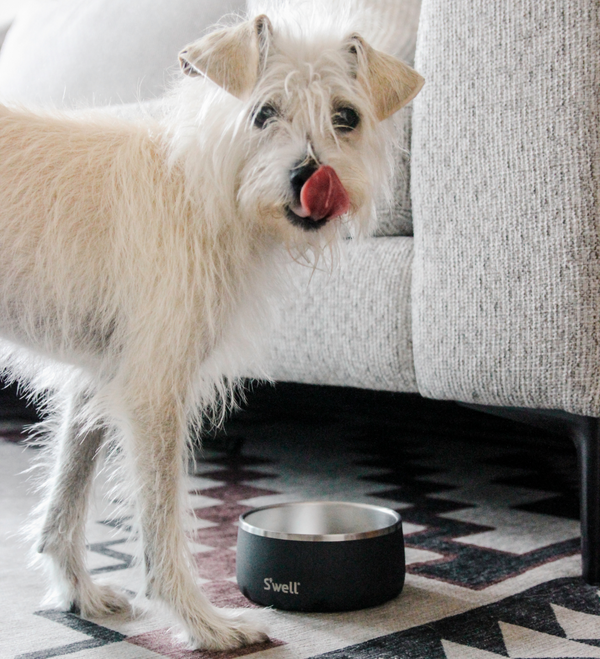 Swell Onyx Dog Bowl Shop The Paw