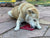 Sodapup - E-mat (Enrichment Licking Mat) - Heart Shape - Toys - Sodapup - Shop The Paw