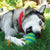 KONG Squeezz Goomz – Ball Dog Toy | Toys | Kong - Shop The Paws