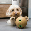 KONG Bamboo Feeder – Ball Dog Toy | Toys | Kong - Shop The Paws