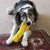 KONG Tennis – Buoy with Rope Dog Toy - Toys - Kong - Shop The Paw