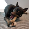 KONG ChewStix Tough – Femur Dog Toy - Toys - Kong - Shop The Paw