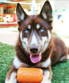 Sodapup - Orange Squeeze Can Toy | Toys | Sodapup - Shop The Paws