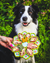 Sodapup - eTray (Enrichment Tray) - Mandala Pink - Toys - Sodapup - Shop The Paw